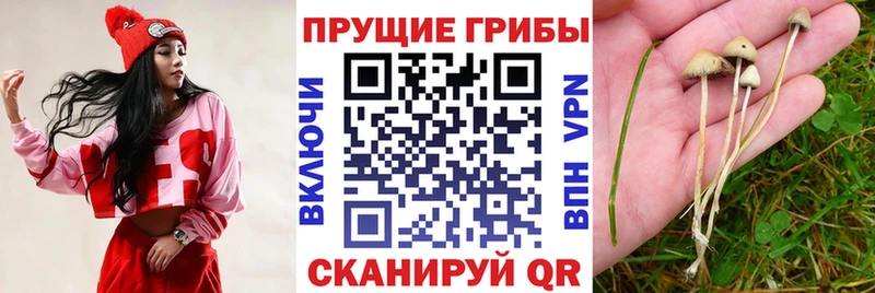 blacksprut ссылки  Борисоглебск  Псилоцибиновые грибы мухоморы  закладка 